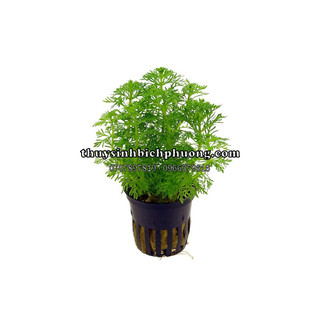 TIỂU BẢO THÁP - CÂY THUỶ SINH TRỒNG HẬU CẢNH SIÊU DỄ PHÁT TRIỂN