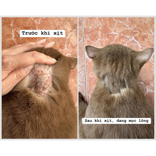 Xịt viêm da thảo dược cho chó mèo