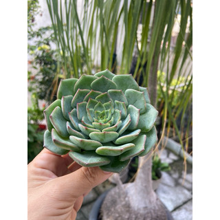 Sen đá số 5