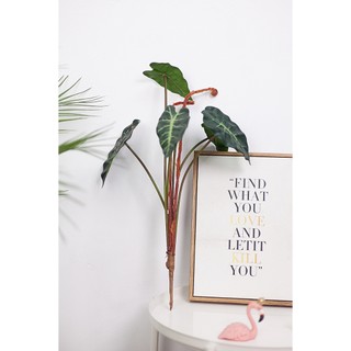 Cành cây lá môn quan âm giả cao 70cm - Jassi Decor