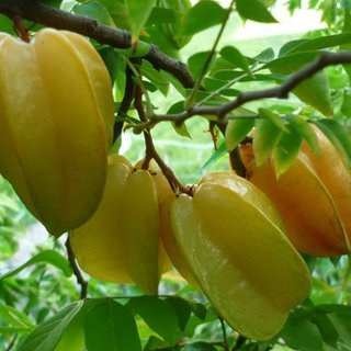 Hạt Giống Cây Khế Ngọt ( Gói 5 Hạt )
