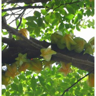 Hạt Giống Cây Khế Ngọt ( Gói 5 Hạt )