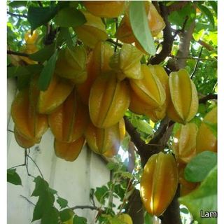 Hạt Giống Cây Khế Ngọt ( Gói 5 Hạt )