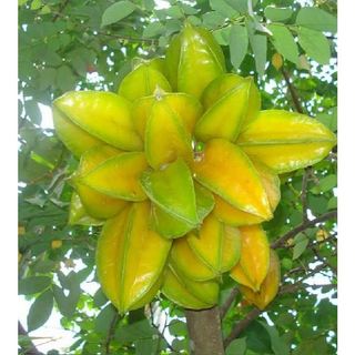 Hạt giống cây khế ngọt