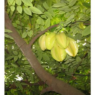 Hạt Giống Cây Khế Ngọt ( Gói 5 Hạt )