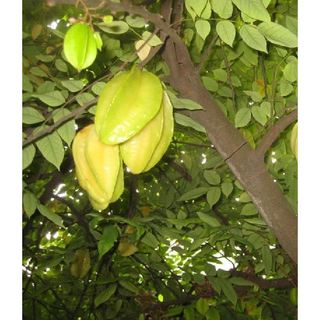 Hạt Giống Cây Khế Ngọt ( Gói 5 Hạt )