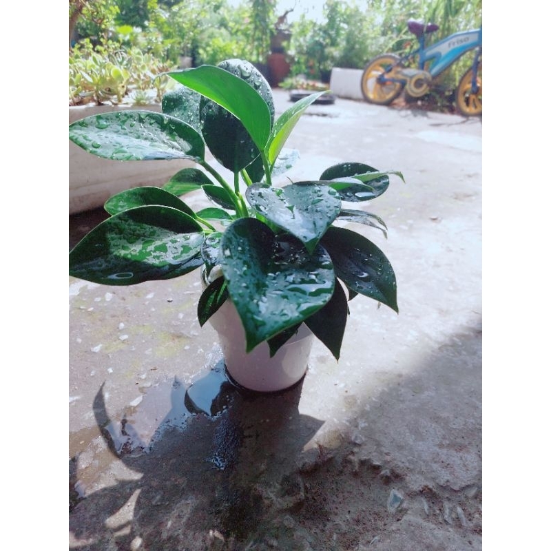 Chậu Trầu Bà Đế Vương Xanh
