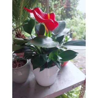 Chậu Trầu Bà Đế Vương Xanh