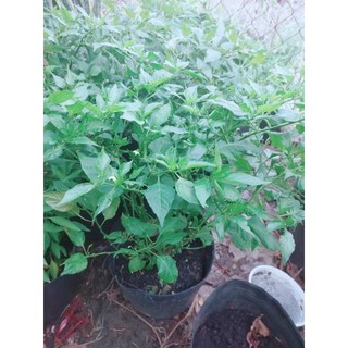 Bụi Ớt Xiêm