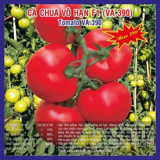 Hạt giống Cà Chua Vô Hạn (VA.390) – 2.000 hạt. cây sinh trưởng vô hạn, kháng bệnh