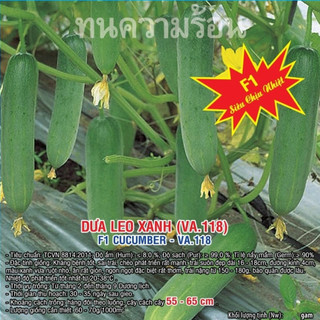 Hạt giống Dưa Leo Xanh F1 (VA.118) Chịu Nhiệt – 10gram - KHÁNG BỆNH TỐT, PHÁT TRIỂN MẠNH