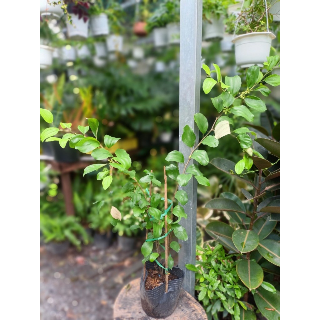 Cây táo thái 40-50cm (đã có hoa- chỉ giao hỏa tốc HCM)
