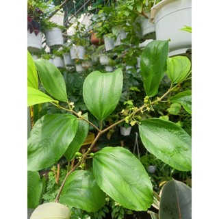 Cây táo thái 40-50cm (đã có hoa- chỉ giao hỏa tốc HCM)