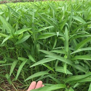 Hạt giống rau muống dễ trồng dễ chăm sóc gói 50g