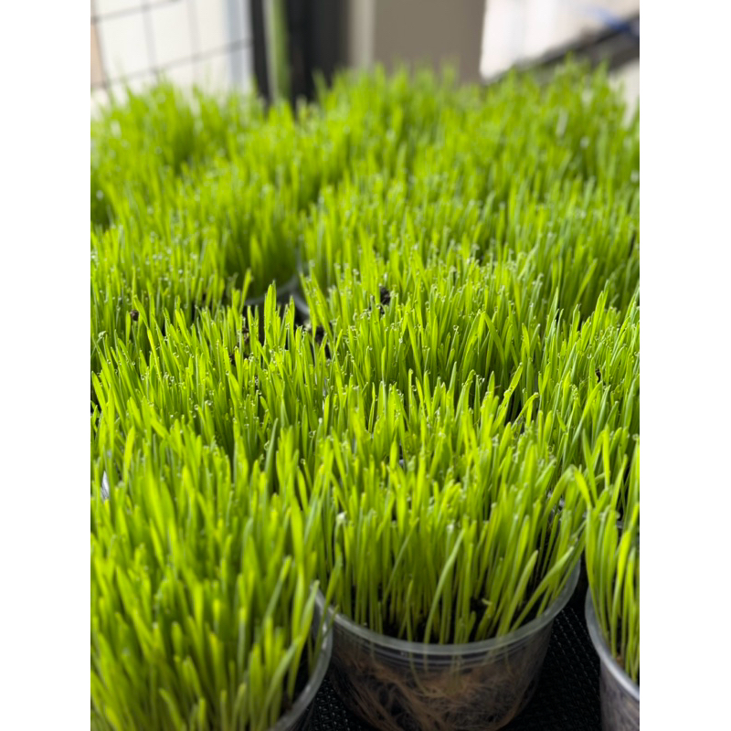 Hạt giống cỏ lúa mì cho mèo túi 200g