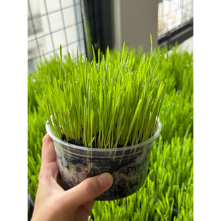 Hạt giống cỏ lúa mì cho mèo túi 200g