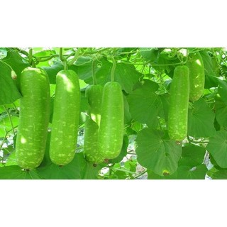 4 LOẠI HẠT GIỐNG BẦU BÍ ( BÍ HỒ LÔ - BẦU SAO - BÍ HẠT ĐẬU - BÍ NGỒI XANH)