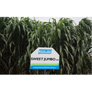 Hạt Giống Cỏ Sweet Jumbo - Cỏ Họ Ngô (Gói 100g)