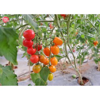 Hạt giống cà chua cherry đỏ  50 hạt - cà chua sai quả thu hoạch dài
