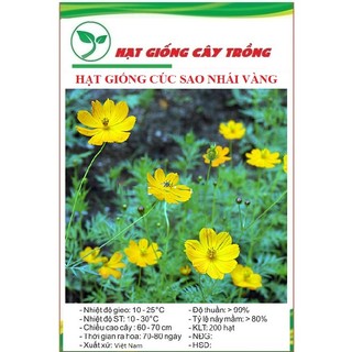 Hạt giống hoa cúc sao nhái hoa vàng