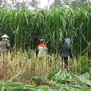 Hạt Cỏ Ngọt Lai Siêu Năng Xuất - gói 1kg
