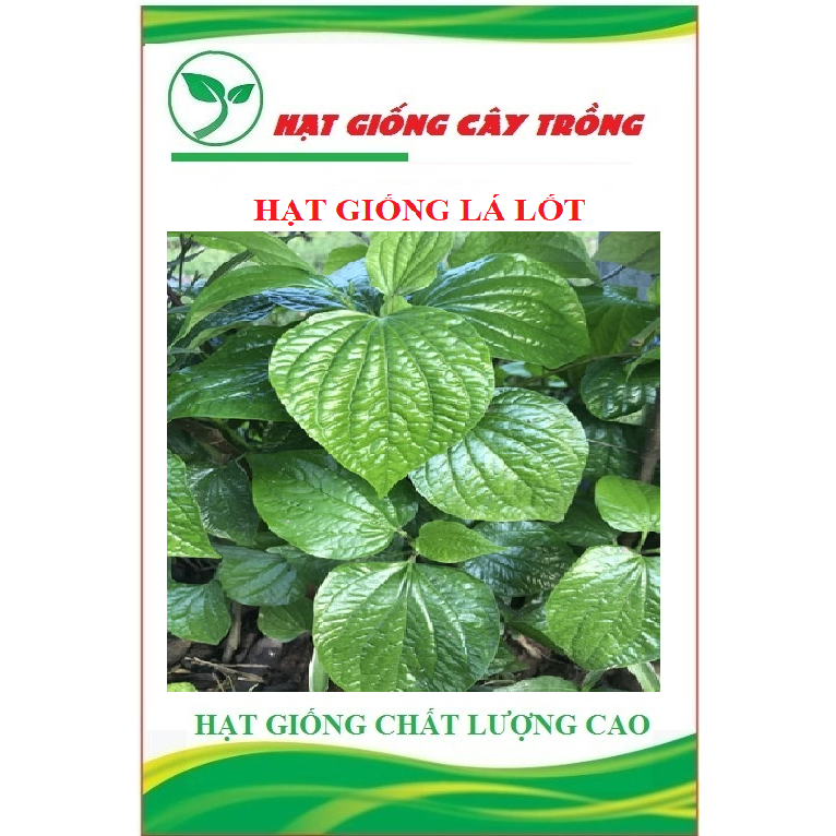 Hạt Giống Cây Lá Lốt ( Gói 10 Hạt )