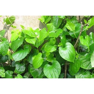 Hạt Giống Cây Lá Lốt ( Gói 10 Hạt )