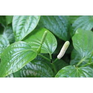 Hạt Giống Cây Lá Lốt ( Gói 10 Hạt )