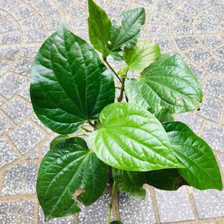 Hạt Giống Cây Lá Lốt ( Gói 10 Hạt )