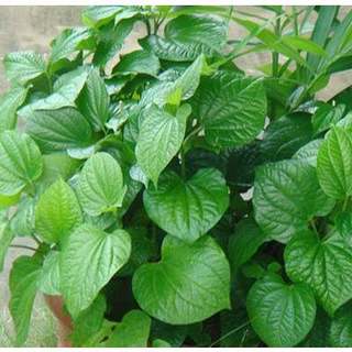 Hạt Giống Cây Lá Lốt ( Gói 10 Hạt )