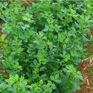 Hạt giống Cỏ linh lăng ALFALFA 100G - cỏ chăn nuôi siêu dinh dưỡng