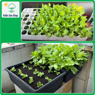 Phân Trùn Quế - Nguyên Chất 100% - 1 kg
