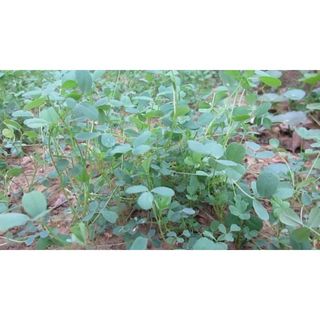 Cỏ Linh Lăng ALFALFA 200g