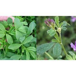 Cỏ Linh Lăng ALFALFA 200g