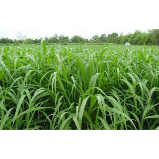 Cỏ chịu ngập ubon paspalum 1kg