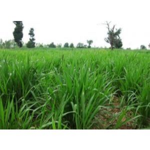Cỏ chịu ngập ubon paspalum 1kg