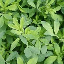 Cỏ linh lăng ALFALFA 1kg