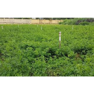 Cỏ linh lăng ALFALFA 1kg