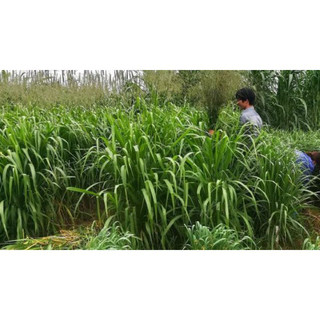 100g hạt giống cỏ mombasa ghine - cỏ xả lá lớn gói 100g - hạt giống cỏ chăn nuôi gia súc