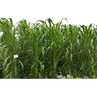 Hạt giống cỏ Sudan lai - Cỏ Cao Lương (gói 100g)