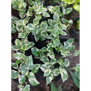 Trầu bà cẩm thạch (chậu 3 nhánh)