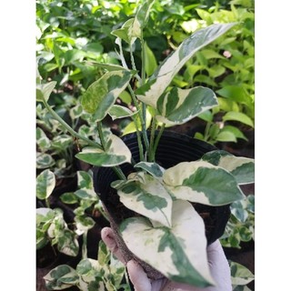 Trầu bà cẩm thạch (chậu 3 nhánh)