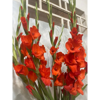Củ hoa lay ơn pháp trồng Tết