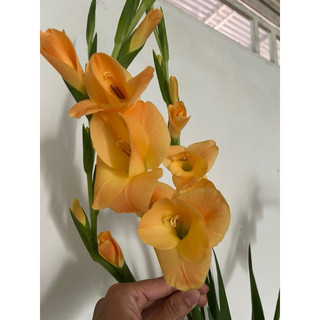 củ đại hoa lay ơn pháp trồng Tết