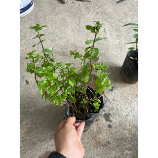 HẠT GIỐNG - CÂY GIỐNG RAU HÚNG LỦI - HÚNG BẠC HÀ CÂY GIỐNG
