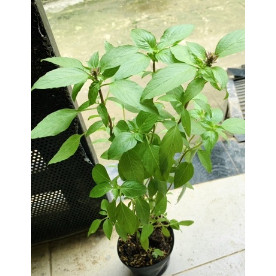 HẠT GIỐNG - CÂY GIỐNG HÚNG QUẾ CAO SẢN