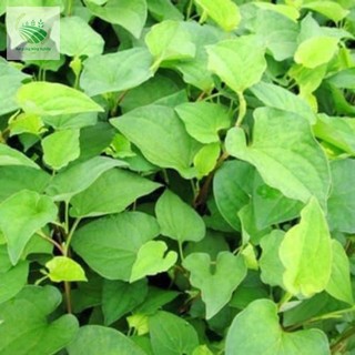 Hạt giống rau diếp cá - gói 50 hạt