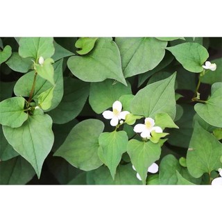 Hạt Giống Rau Diếp Cá - gói 50 hạt