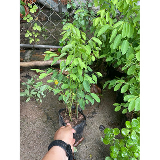 HẠT GIỐNG CÂY GIỐNG RAU NGÓT (BẦU 3-5 CÂY)