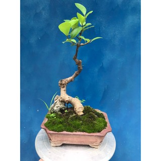 Cây sanh, si búp đỏ mini bonsai